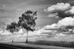 Papier-NB-2021-C-lefort_Deux-bouleaux