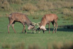 Bernard Ginther - Cerfs élaphes au combat