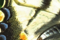Aude Jamin -0014