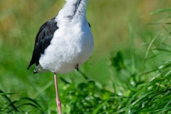 Bernard Ginther - Echasse blanche en équilibre