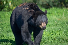 Bernard Ginther - Ours noir d'Amerique du Nord