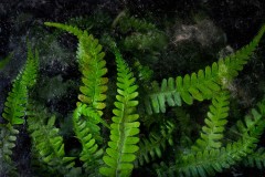 Catherine Lefort - Viridis 2