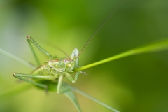 Jean François Laigre - Nuances du vert