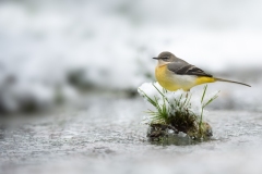 Jean François Laigre - Au bord du ruisseau