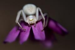 Jean François Laigre - Au bord du ruisseau - Menace à bras ouverts