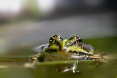 Jean François Laigre - Miss Méteo