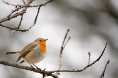 Jean François Laigre - Pose en studio naturel