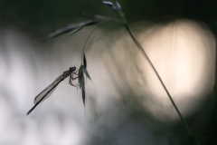Jean François Laigre - Veilleuse de la nuit