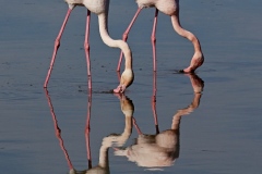 Raymond Roux - Synchrones