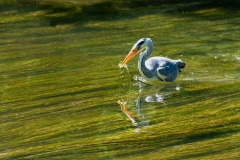 Sabrina Montels - Déjeuner d'un héron