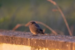 Sabrina Montels - Oisillon rouge-queue