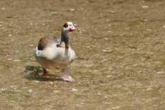 Sabrina Montels - Promenade de louette