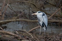 Sabrina Montels - Héron en pause