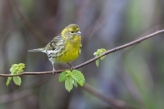 Serge Lemaire - Le serin cini mâle