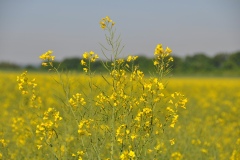 Alain Schumeng - Boutons d'or