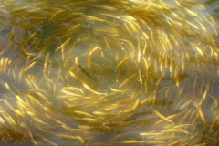 Alain Schumeng - Giratoire Nautique