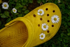 Bernard Ginther - Fleurs de croc