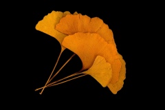 Christian Hartmann - L-'éventail ginko