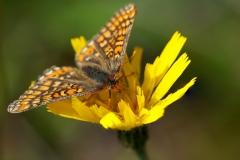 Emile Bronner - Damier du frêne