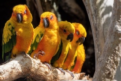Robert Mazet - Conures du soleil, Amérique du Sud