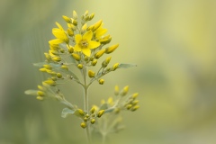 Serge Lemaire - Lysimaque (Lysimachia), plante aux écus d’or