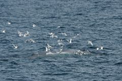 Arctique Russe, Baleine bleue ©Daniel Pernet