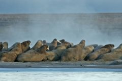 Arctique Russe, Morses ©Daniel Pernet