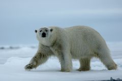 Arctique Russe, Ours blanc ©Daniel Pernet