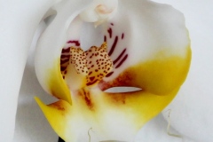 Coeur d'orchidée ©Serge Jung