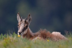 Tu veux ma photo ? ©Bernard Ginther