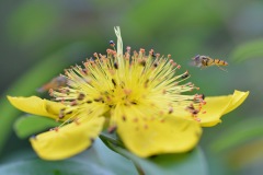 Attention-jarrive-Bernard-Ginther-27