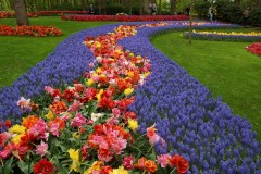 Au-royaume-des-tulipes-a-Keuhenhof-Hollande-Christian-Masson-13