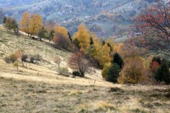 Couleurs-dautomne-Raymond-Roux-10