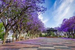 EJererz-de-la-Frontera-Allee-de-Jacaranda-Emile-Bronner-5