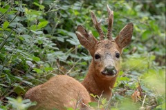 Faune d’Augny (Robert Mazet)