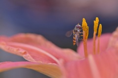 Je-maccroche-Bernard-Ginther-28