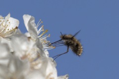 Le-bombyle-sur-une-fleur-de-cerisier-Francois-Lavigne-39