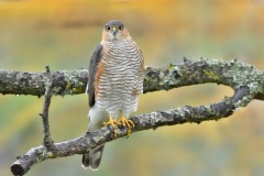 Lepervier-aux-aguets-Anne-Sutter-31