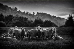 Moutons-tot-le-matin-a-Preny-Catherine-Lefort-8
