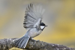 Anne Sutter - L'envol