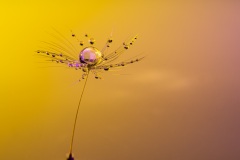 Anne Sutter - Petites perles d'eau