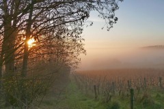 Aude Jamin - Lever de solil sur les vignes à Vezon en décembre