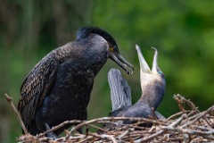Bernard Ginther - Alors, ça vient  ?