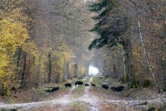 Brigitte-Jeancolas - Ballade en famille