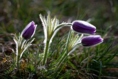 Catherine Lefort - Anémones pulsatiles, Arnaville Rudemont