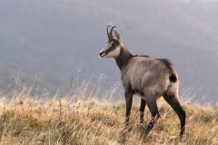Christian Hartmann - Chamois du Hohneck