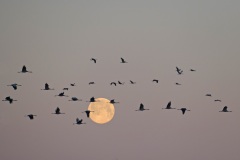 Daniel Pernet - Lever de grues cendrées sur fond de lune, Lac du Der