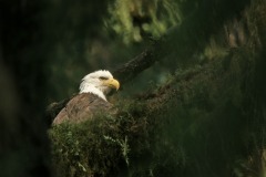 Daniel Pernet - Pygargue à tête blanche, Colombie Britanique