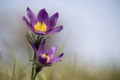 Jean-Francois-L-Retour-du-printemps-sur-les-cotes-de-Moselle-31