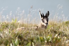 Chamois ©Maurice Fordoxel